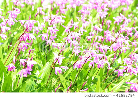 Purple Purple 41682784