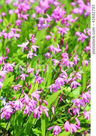 Purple Purple 41682785