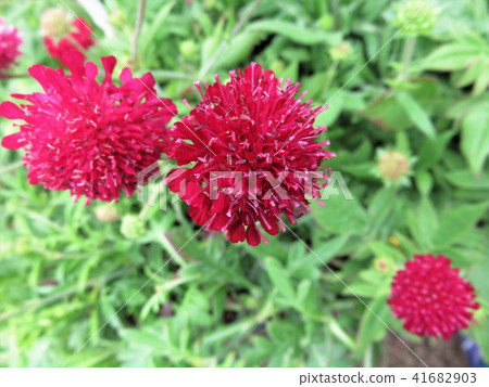 Kunutia Maas Midget 41682903