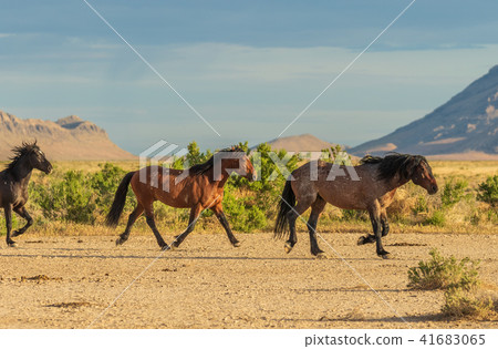 Wild Horses in Utah Wild Horses in Utah 41683065