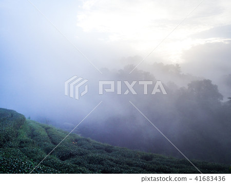 hmong hill tribe harvest tea plant in the morning hmong hill tribe harvest tea plant in the morning 41683436