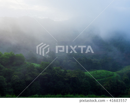 hmong hill tribe harvest tea plant in the morning hmong hill tribe harvest tea plant in the morning 41683557