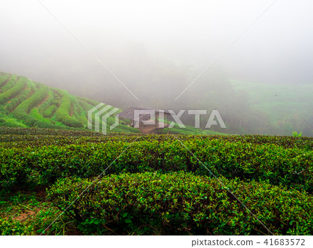hmong hill tribe harvest tea plant in the morning hmong hill tribe harvest tea plant in the morning 41683572