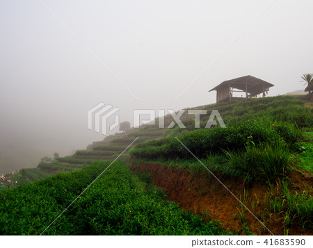 hmong hill tribe harvest tea plant in the morning hmong hill tribe harvest tea plant in the morning 41683590