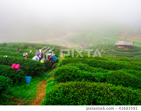hmong hill tribe harvest tea plant in the morning 41683591
