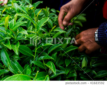cut tea leaves in the morning at rai cha 2000 41683592