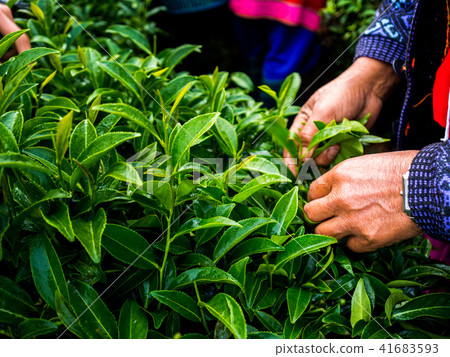 cut tea leaves in the morning at rai cha 2000 cut tea leaves in the morning at rai cha 2000 41683593