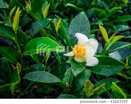 tea flower in the morning at rai cha 2000 Stock Photo 41683597