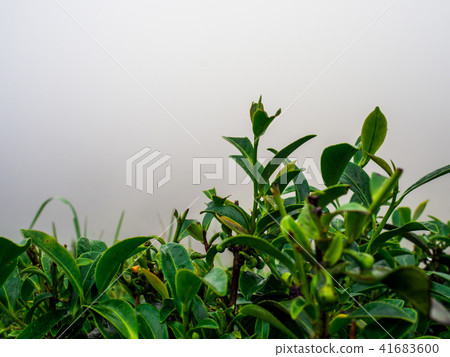 close up tea in the morning at rai cha 2000 close up tea in the morning at rai cha 2000 41683600
