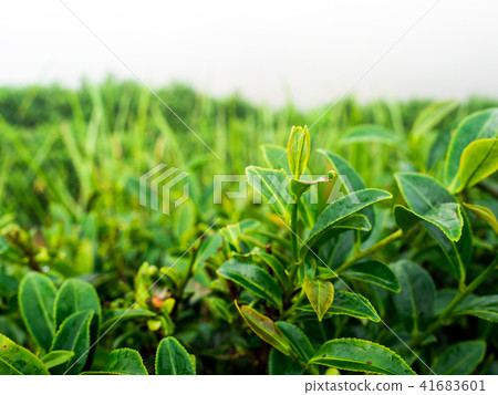 close up tea in the morning at rai cha 2000 close up tea in the morning at rai cha 2000 41683601