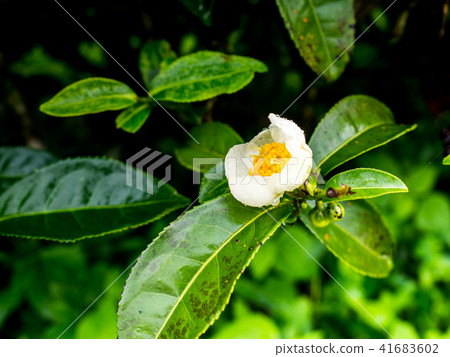 tea flower in the morning at rai cha 2000 tea flower in the morning at rai cha 2000 41683602