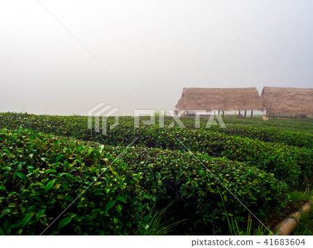 hmong hill tribe harvest tea plant in the morning 41683604