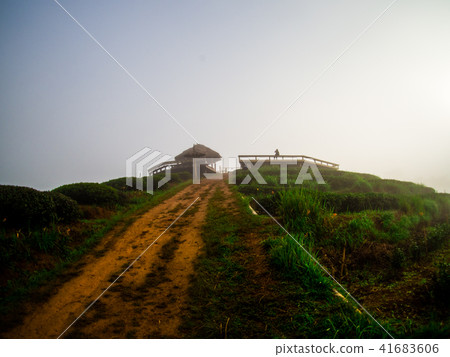 hmong hill tribe harvest tea plant in the morning 41683606