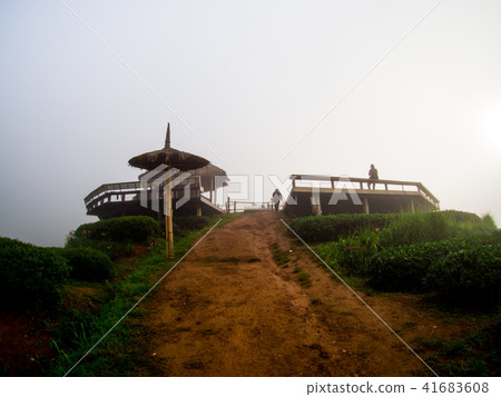hmong hill tribe harvest tea plant in the morning 41683608