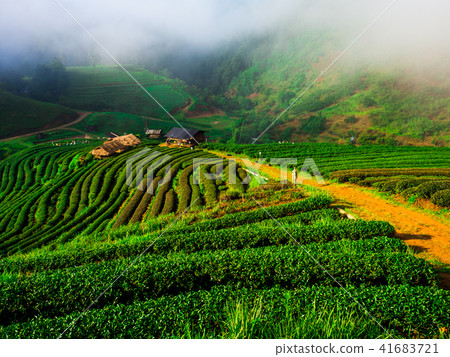 hmong hill tribe harvest tea plant in the morning hmong hill tribe harvest tea plant in the morning 41683721