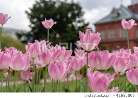 Pink Fringe Blooming Tulip Flower 41683808