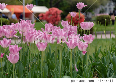 Pink Fringe Blooming Tulip Flower 41683811
