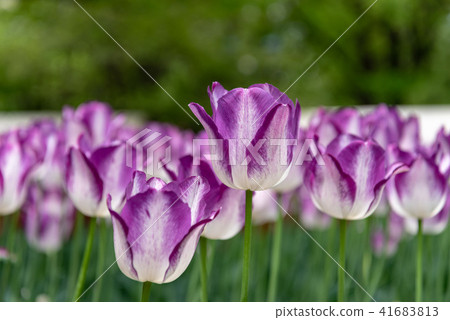 Purple tulip flowers Purple tulip flowers 41683813