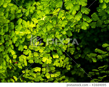 black maidenhair fern or maidenhair fern plant 41684095