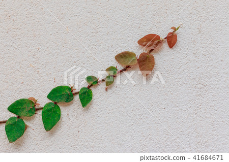 Green Creeper Plant growing on cement wall 41684671