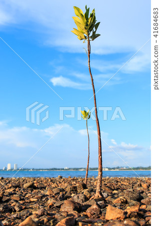 Two Mangroves tree Two Mangroves tree 41684683