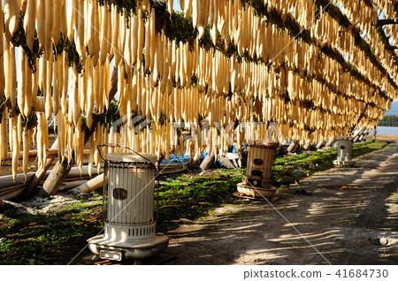 Japanese radish toba 41684730