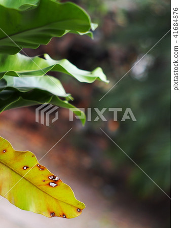 large old yellow green leaves of tropical plants large old yellow green leaves of tropical plants 41684876