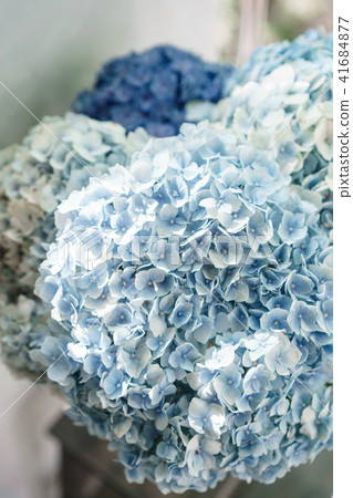 beautiful hydrangea flowers in a vase on a table . Bouquet of light blue, lilac and pink flower beautiful hydrangea flowers in a vase on a table . Bouquet of light blue, lilac and pink flower 41684877