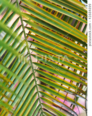 palm leaves detail close-up with hi-light & shadow 41684899