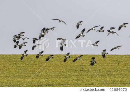 Lapwing (Vanellus vanellus) 41684970