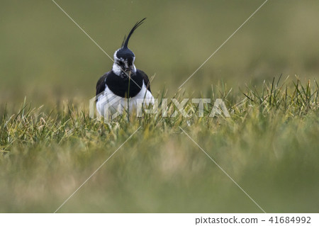 Lapwing (Vanellus vanellus) 41684992