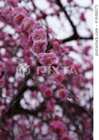 Dangling plum flower language is "elegant" Dangling plum flower language is "elegant" 41686071
