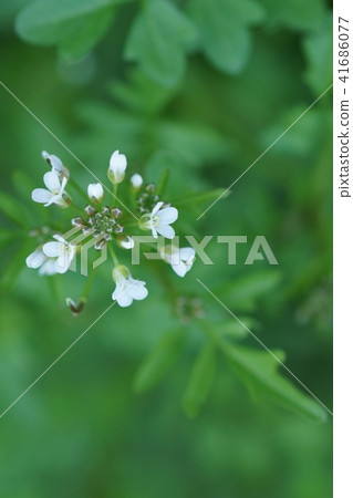 Wakan Rukko Watercress is the "indomitable power" Wakan Rukko Watercress is the "indomitable power" 41686077