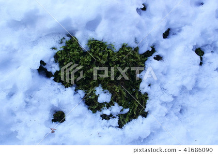 Mountain moss in the snow Mountain moss in the snow 41686090