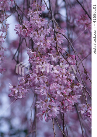 Fallen cherry tree flower language is "grace" 41686101