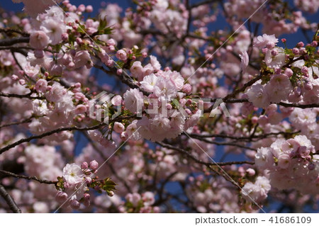 Ri Sakura One leaf flower language is "spirit" Ri Sakura One leaf flower language is "spirit" 41686109