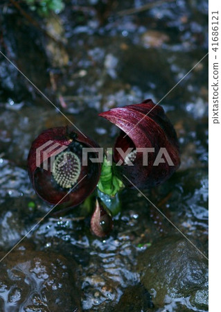 Zazen grass flower language "wait quietly" 41686121