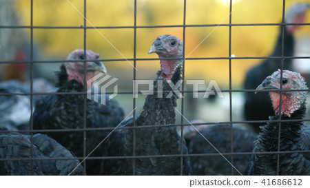Turkeys for the fight, agriculture, bird Turkeys for the fight, agriculture, bird 41686612