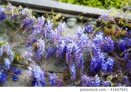 Sweet color lilac wistaria in soft style for background Sweet color lilac wistaria in soft style for background 41687601
