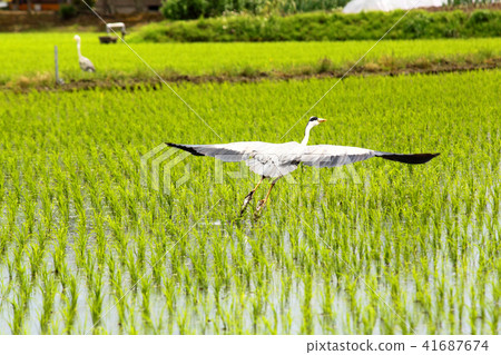 A rice field and a heron A rice field and a heron 41687674