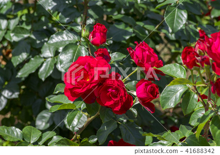 A red rose 41688342