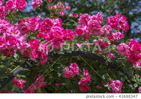 Rose of pink 41688347