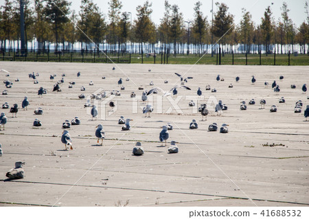 Seagulls are on rest on a concrete ground Seagulls are on rest on a concrete ground 41688532