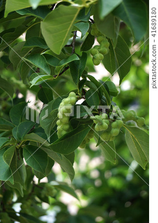 Kobushi noodles Kobushi noodles 41689180