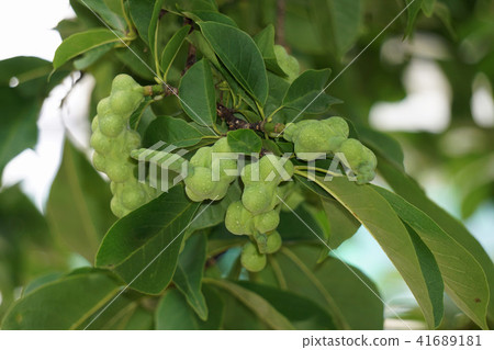 Kobushi noodles Kobushi noodles 41689181