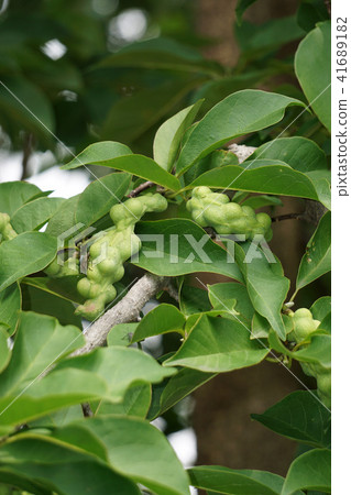 Kobushi noodles Kobushi noodles 41689182