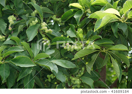 Kobushi noodles Kobushi noodles 41689184