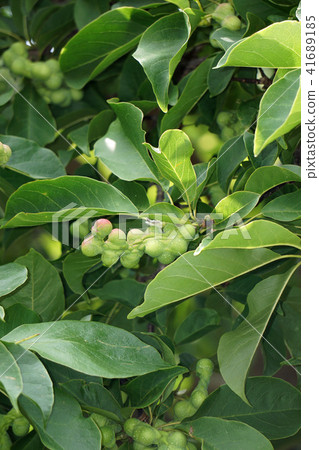 Kobushi noodles Kobushi noodles 41689185