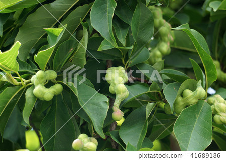 Kobushi noodles Kobushi noodles 41689186