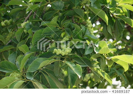 Kobushi noodles Kobushi noodles 41689187